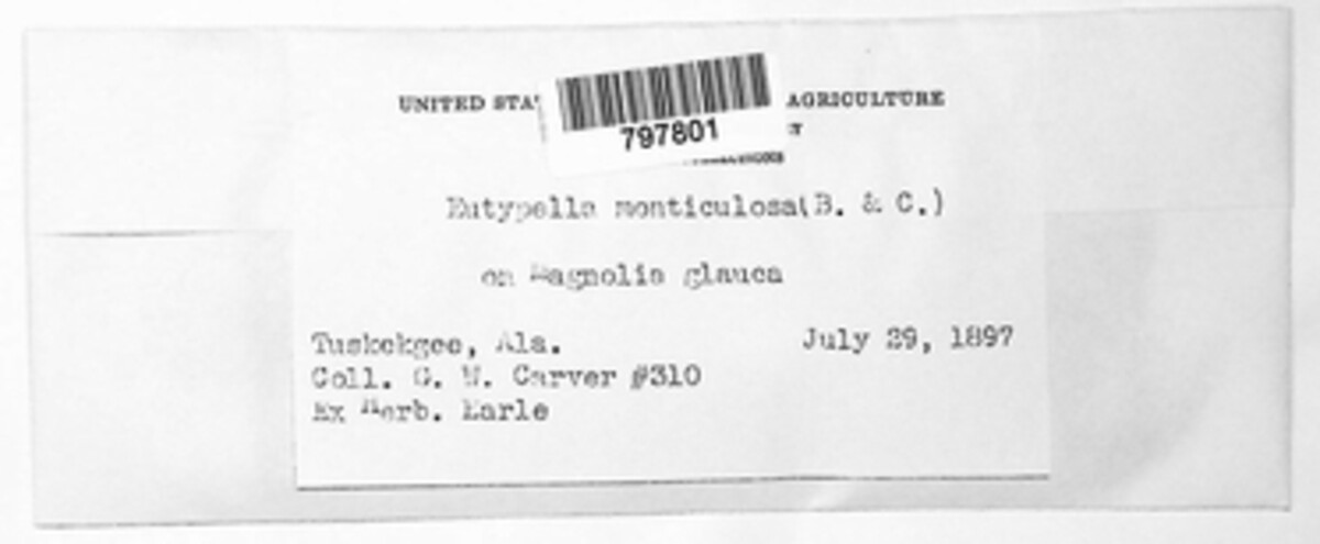 Eutypella monticulosa image